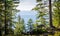 Sail boat at Lake Tahoe framed by tree branches