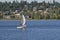 Sailboat on the Columbia river with Vancouver WA