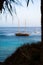 Sailboat glides along a tranquil body of water, passing under a canopy of palm trees