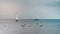 Sailboat heading for seagulls on a calm sea, Noirmoutier Island, France