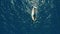 Sailboat in the ocean. White sailing yacht in the middle of the boundless ocean. Aerial view.