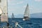 Sailboat participate in sailing regatta