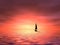 Sailboat in sunset