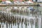 Sailboats Behind Pilings in Harbor