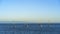 Sailboats bob in the waters off of Santa Cruz Wharf, looking towards horizon