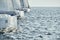Sailboats compete in a sailing regatta at sunset, sailing race, reflection of sails on water, white color of sails, boat