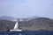 Sailboats sail in windy weather in the blue waters of the Aegean Sea