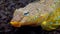 The Sailfin dragonet Callionymus pusillus, male of a beautiful fish swims over the seabed, Black Sea