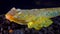 The Sailfin dragonet Callionymus pusillus, male of a beautiful fish swims over the seabed, Black Sea