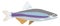 sailfin fish vector illustration transparent background