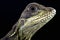 Sailfin lizard (Hydrosaurus amboinensis)