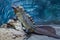 Sailfin Lizard resting on rocks.