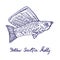 Sailfin molly Poecilia latipinna, hand drawn doodle, sketch