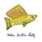 Sailfin molly Poecilia latipinna yellow, hand drawn doodle, sketch