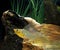 Sailfin Molly, poecilia velifera, Aquarium Fishes