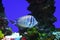 Sailfin tang fish simming on stone reef background