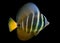 Sailfin Tang fish - Zebrasoma velifer