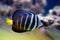 Sailfin Tang fish - Zebrasoma velifer