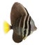 Sailfin Tang, Zebrasoma veliferum