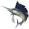 Sailfish on the background