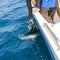 Sailfish catch billfish sportfishing holding bill