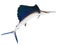 Sailfish flying midair isolated white background use for marine