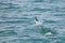 Sailfish jumping on the sea surface with saltwater splashes