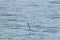 Sailfish jumping on the sea surface with saltwater splashes