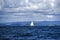 Sailing boat sailing in the North Sea off the coast of Sweden