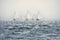 Sailing boats regatta with white sails in the sea