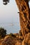 Sailing catamaran and in the foreground a huge pine tree trunk