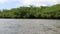 Sailing down the river through the tropical mangrove vegetation