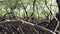 Sailing down the river through the tropical mangrove vegetation