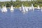 Sailing regatta: many sailboats on the water