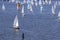 Sailing regatta: many sailboats on the water