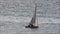 sailing sail boat yacht sports on ocean