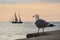 Sailing ship and seagull on the Baltic Sea in Rostock