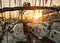 Sailing yachts parked in harbour in sunset light