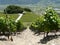 Saillon wine ranks rhone valley wallis switzerland