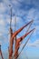 Sails, masts and rigging on a Thames sailing barge yacht