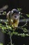 Saimiri boliviensis monkey climbing on the tree