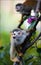 Saimiri - Squirrel monkey.