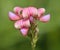 Sainfoin - Onobrychis viciifolia