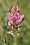 Sainfoin - Onobrychis viciifolia