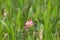 Sainfoin Onobrychis-viciifolia wildflower pink veined orchid-like