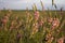 Sainfoin is a perennial forage and honey plant of the legume famSainfoin is a perennial forage and honey plant of the legume famil