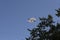 Saint Andrew Andreevsky flag Ensign of the Russian Navy on a flagpole waving the roof of the Admiralty building behind trees