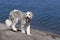 Saint Berdoodle Dog at Shoreline with long tongue hanging.