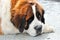 Saint bernard dog