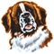 Saint bernard dog